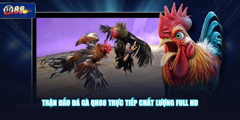 Trận đấu Đá Gà QH88 trực tiếp chất lượng Full HD